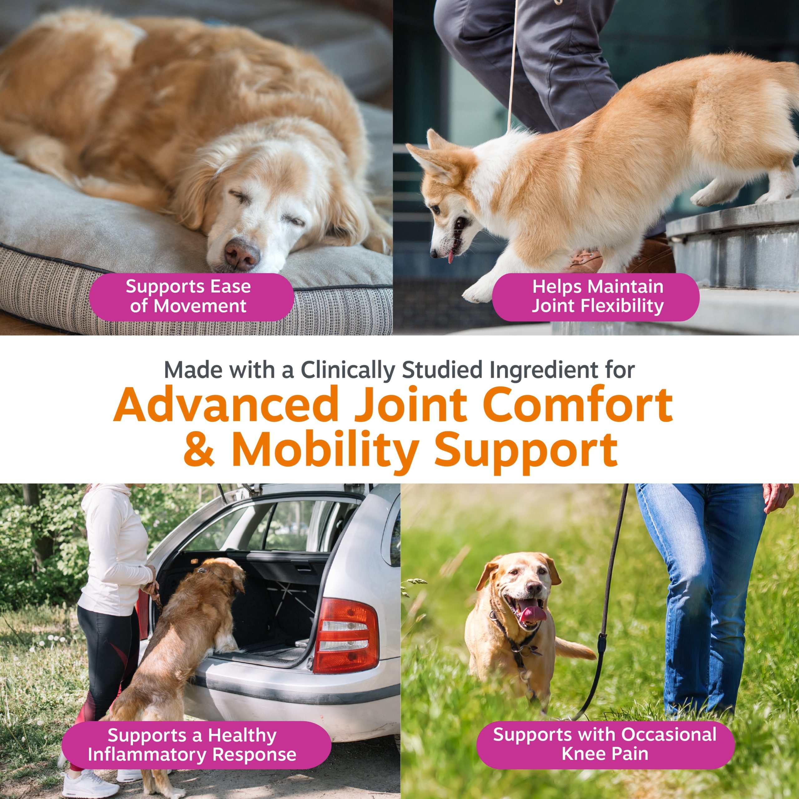 810030591900_ZP_Dog_VetStrength_HipJointBites_BeefBacon_90ct_3_UseCase.jpg