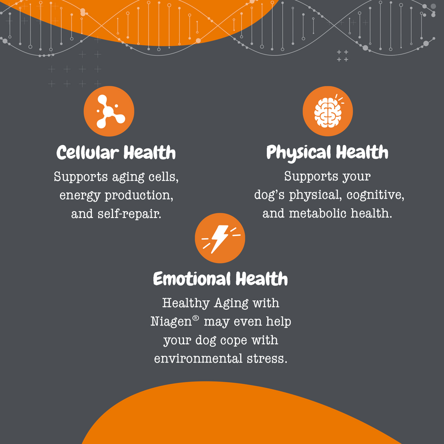 810030593898_ZP_Dog_Supplement_HealthyAging_Capsules_PillWrap_8_8oz_Lifestyle3-900x900-c4cc11b.png