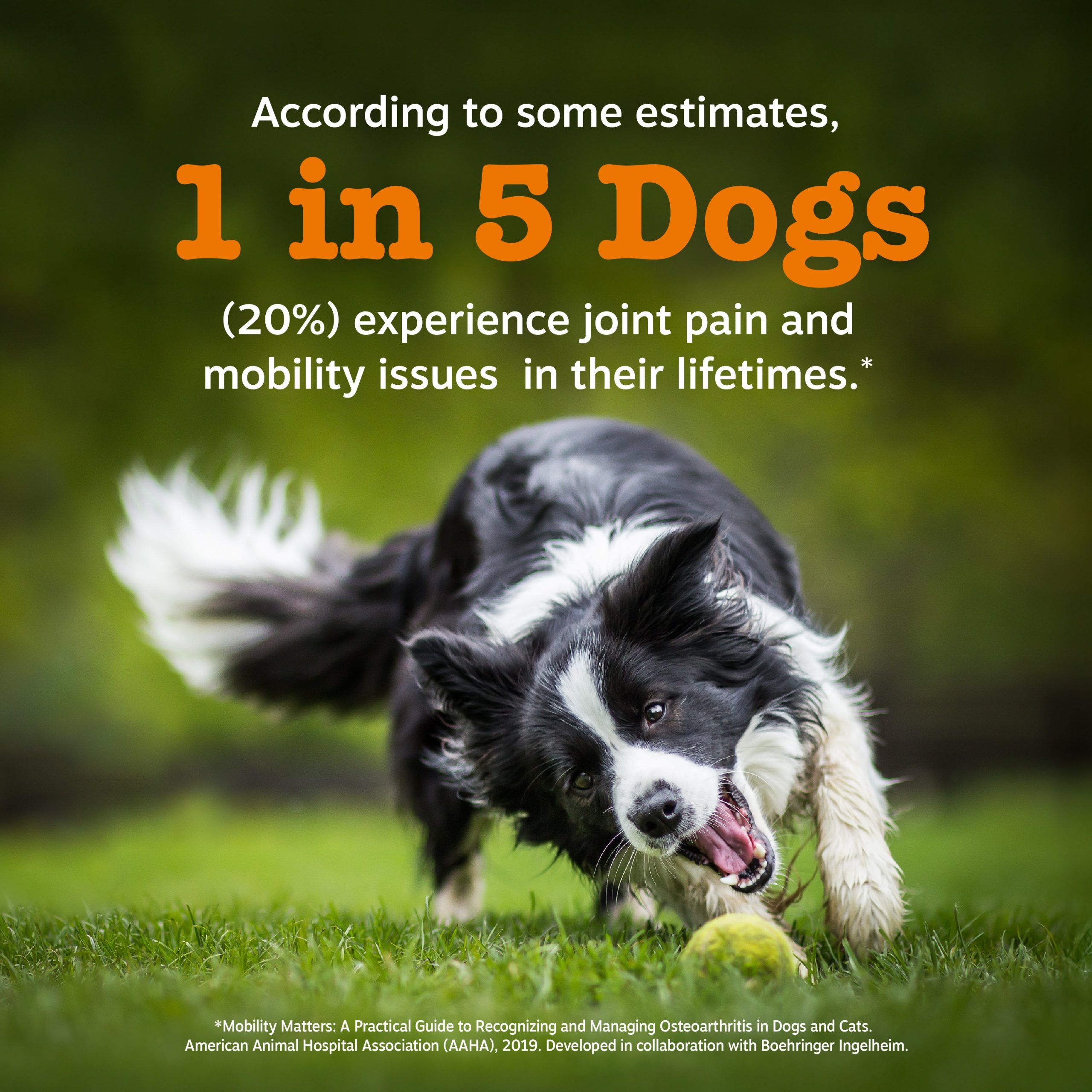 856521007888_ZP_Dog_MusselHipandJointBites_Chicken_90ct_12_1in5Dogs.jpg